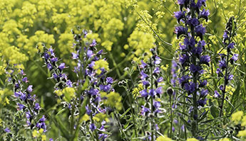 Blaeld_345_IMG_2259.jpg Blaeld_345_IMG_2259.jpg