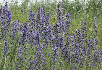Blaeld_345_IMG_7266.jpg Blaeld_345_IMG_7266.jpg