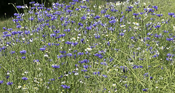 Blaklint_345_IMG_2933.jpg Blaklint_345_IMG_2933.jpg