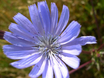 Blomma_345_Img1314.jpg