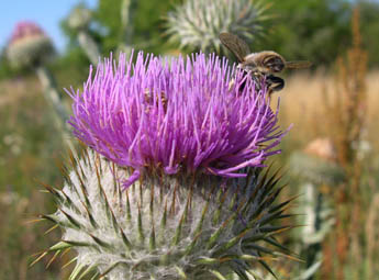 Blomma_345_Img1549.jpg