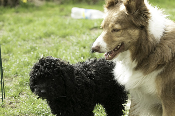 Bonnie_10_v_700_IMG_6306.jpg
