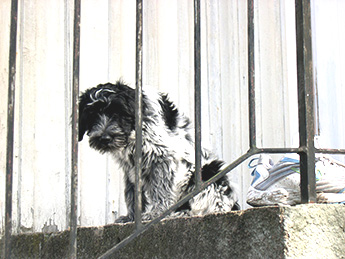 Chippen_345_Img1153.jpg Chippen_345_Img1153.jpg