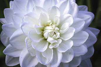 Dahlia_345_DSC_0026.jpg Dahlia_345_DSC_0026.jpg