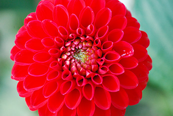 Dahlia_345_DSC_0027.jpg Dahlia_345_DSC_0027.jpg