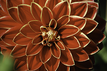 Dahlia_345_DSC_0029.jpg Dahlia_345_DSC_0029.jpg