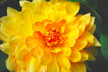 Dahlia_345_DSC_0035.jpg Dahlia_345_DSC_0035.jpg