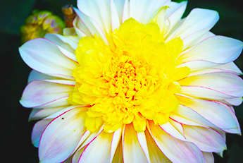 Dahlia_345_DSC_0039.jpg Dahlia_345_DSC_0039.jpg