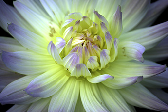 Dahlia_345_DSC_0042.jpg Dahlia_345_DSC_0042.jpg