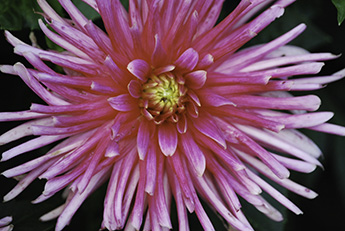 Dahlia_345_DSC_0043.jpg Dahlia_345_DSC_0043.jpg