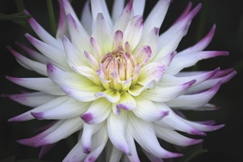 Dahlia_345_DSC_0045.jpg Dahlia_345_DSC_0045.jpg