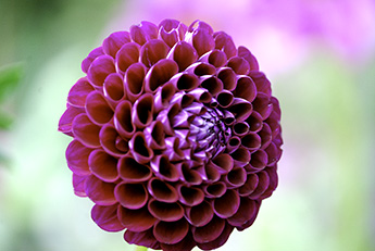 Dahlia_345_DSC_0046.jpg Dahlia_345_DSC_0046.jpg