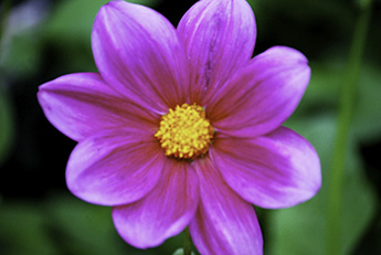 Dahlia_345_DSC_0047.jpg Dahlia_345_DSC_0047.jpg
