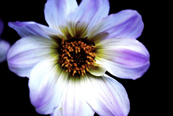 Dahlia_345_DSC_0048.jpg Dahlia_345_DSC_0048.jpg
