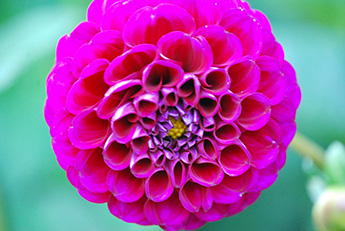 Dahlia_345_DSC_0051.jpg Dahlia_345_DSC_0051.jpg
