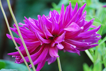 Dahlia_345_DSC_0058.jpg Dahlia_345_DSC_0058.jpg