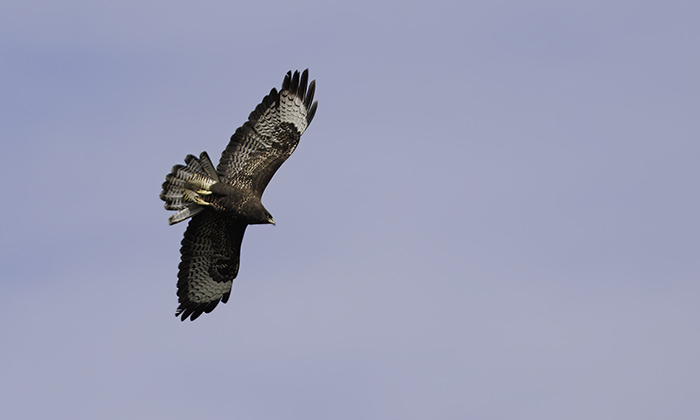 Duvhk_700_IMG_7739-Redigera.jpg Duvhk_700_IMG_7739-Redigera.jpg