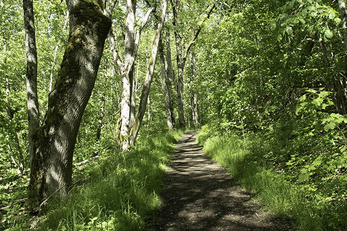 Kyrkstigen_700_IMG_1771.jpg Kyrkstigen_700_IMG_1771.jpg