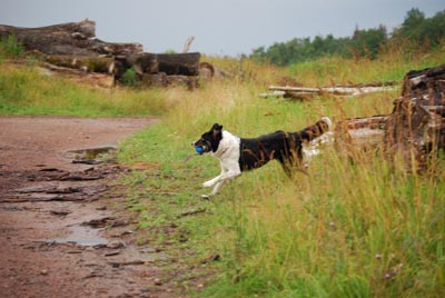 Meg_skogsag_DSC_0157_400.jpg Meg_skogsag_DSC_0157_400.jpg