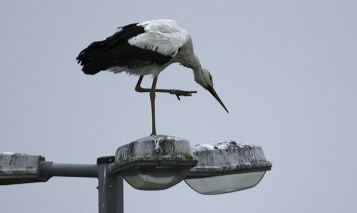 Stork_700_IMG_3403.jpg Stork_700_IMG_3403.jpg