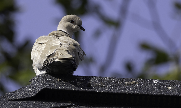 Turkduva_700_4C1A9102-Redigera.jpg Turkduva_700_4C1A9102-Redigera.jpg