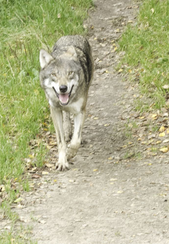 Varg_345_IMG_7253.jpg