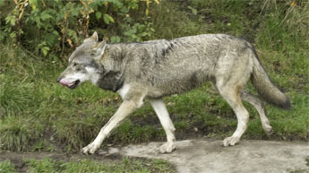 Varg_345_IMG_7299.jpg