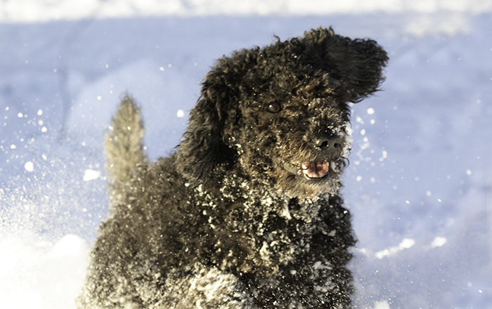 Bonnie_4_ar_700_IMG_8244.jpg