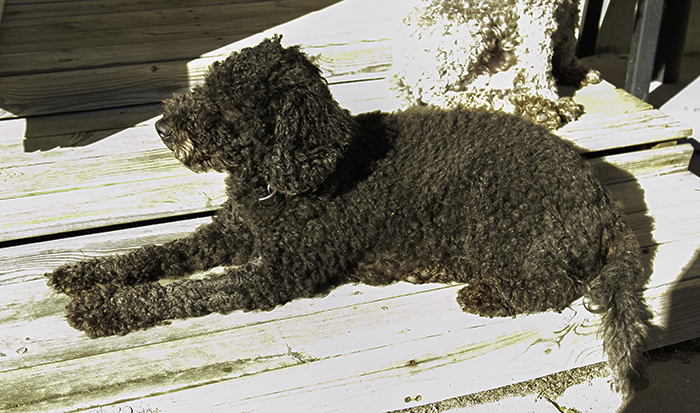 Bonnie_4_ar_700_IMG_8427.jpg