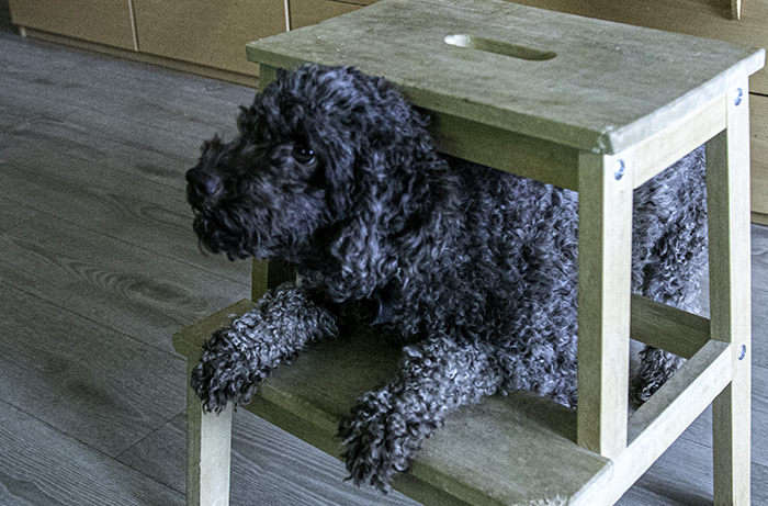 Bonnie_4_ar_700_IMG_9062.jpg