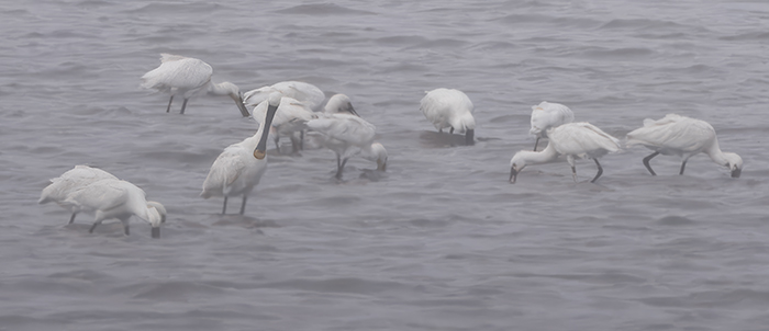 Skedstork_700_4C1A9715_kopiera.jpg